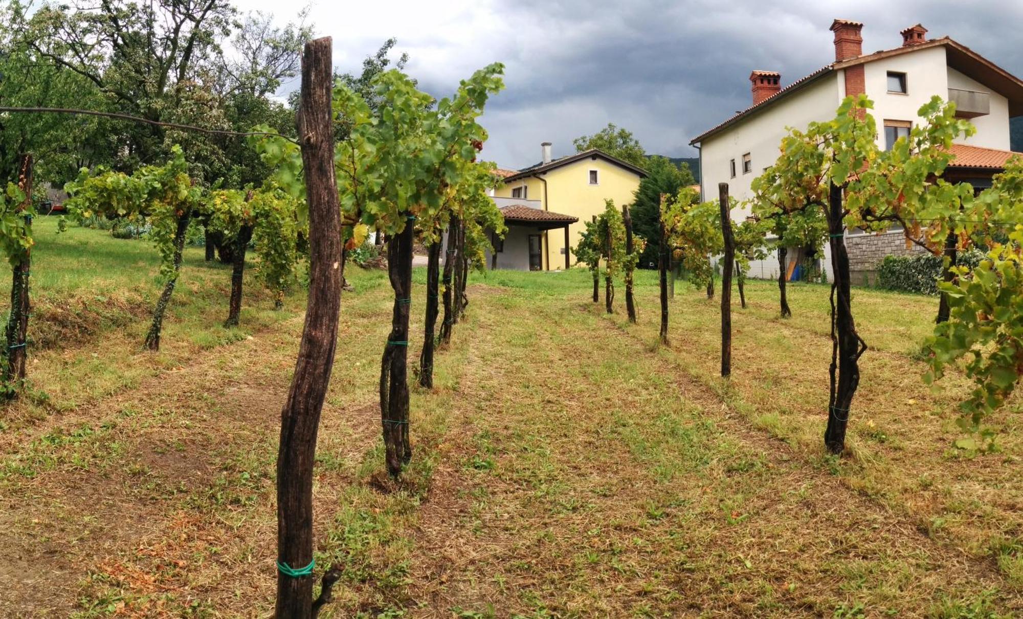 Small House In Vipava Valley ภายนอก รูปภาพ